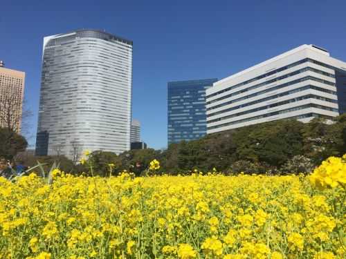 MARATONA DI TOKYO 2017 | 42K 2016